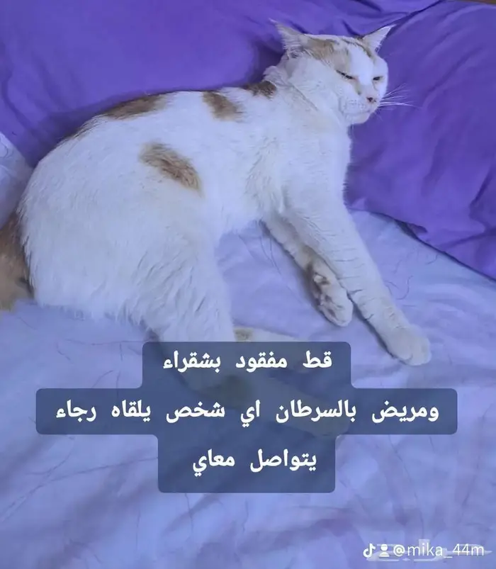 قط مفقود 0