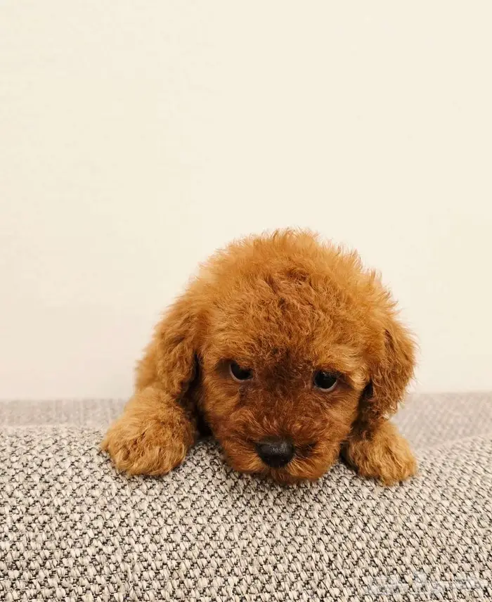 Mini toy poodle and pomeranian ميني توي بودل وبومرينيم 8