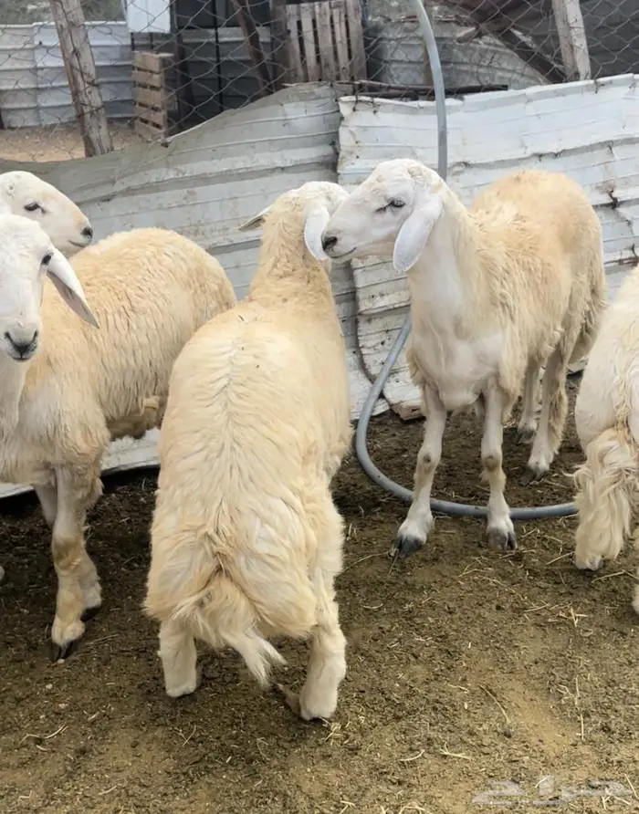 ذبايح طليان حري سواكن مع التوصيل 11