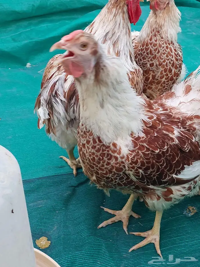 طقم دجاج وايندوت الجميلة 0