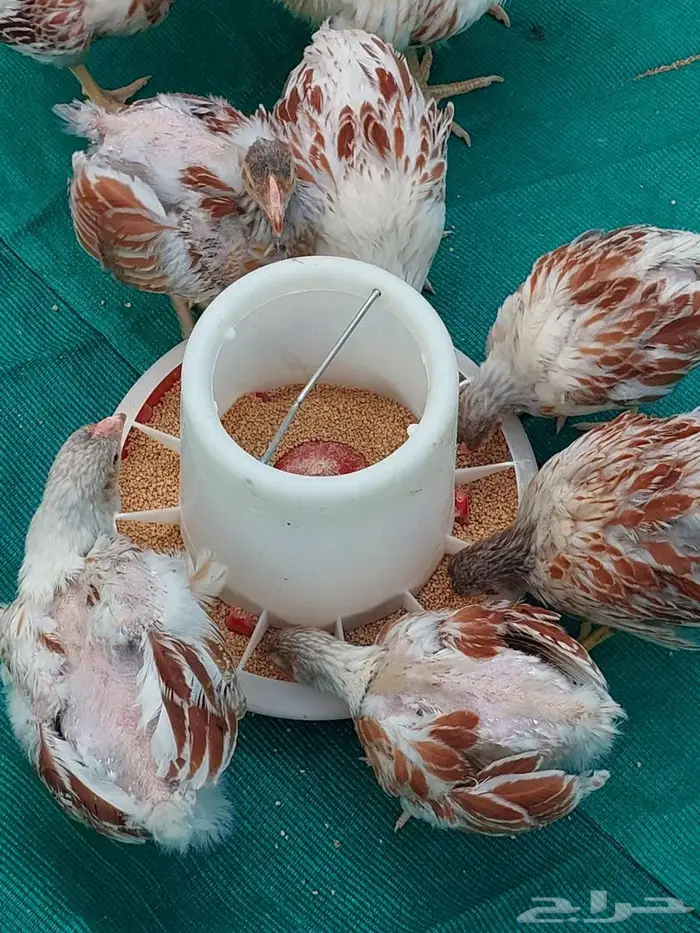 طقم دجاج وايندوت الجميلة 4