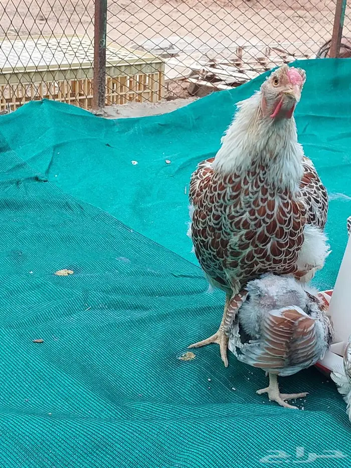 طقم دجاج وايندوت الجميلة 1