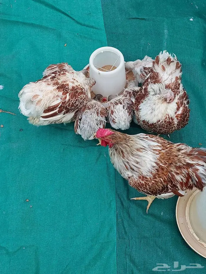 طقم دجاج وايندوت الجميلة 2