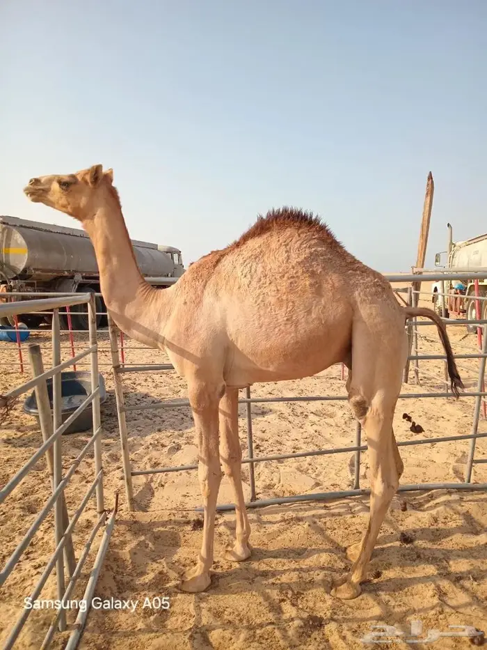 قعود للبيع بالجبيل4600 0