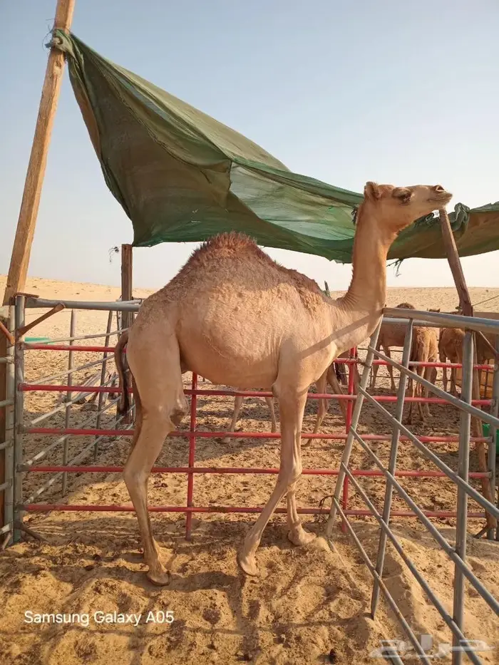 قعود للبيع بالجبيل4600 1