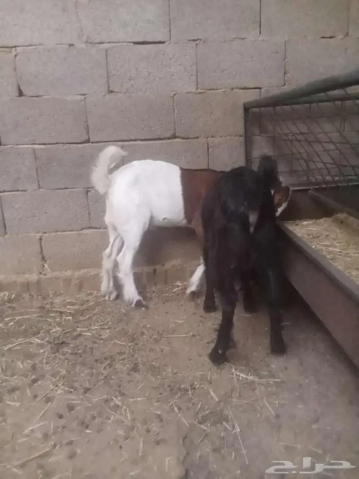 تم البيع تم البيع تم البيع تيوس للبيع 1