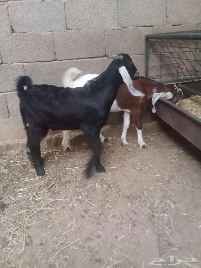 تم البيع تم البيع تم البيع تيوس للبيع 0