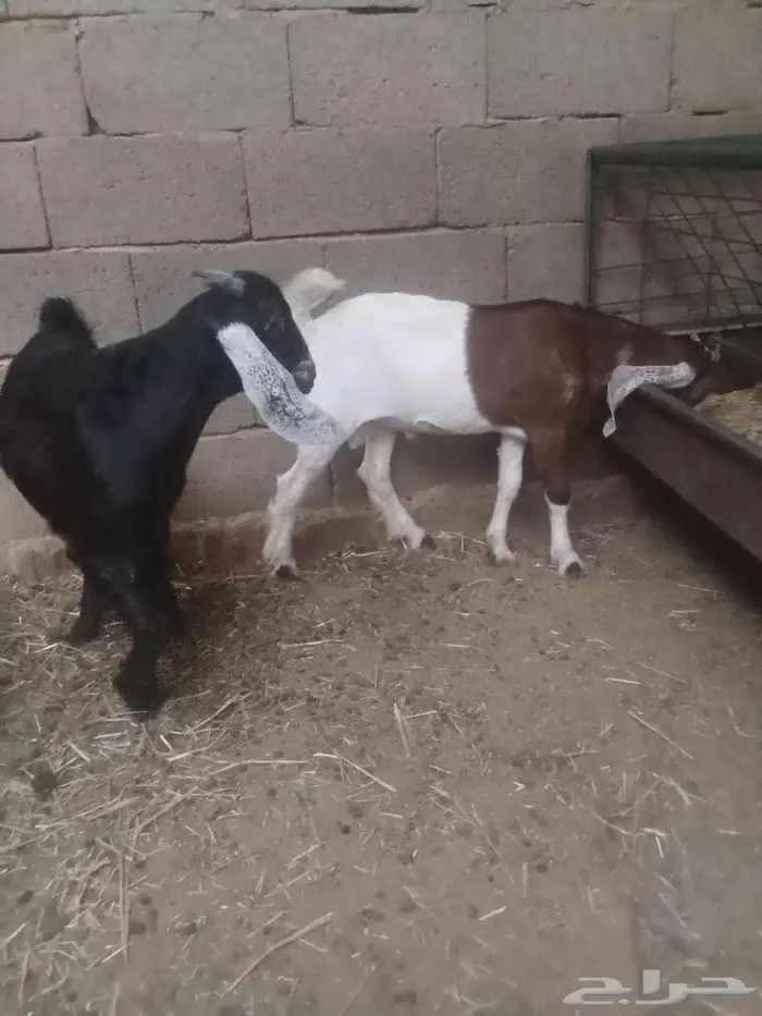 تم البيع تم البيع تم البيع تيوس للبيع 2