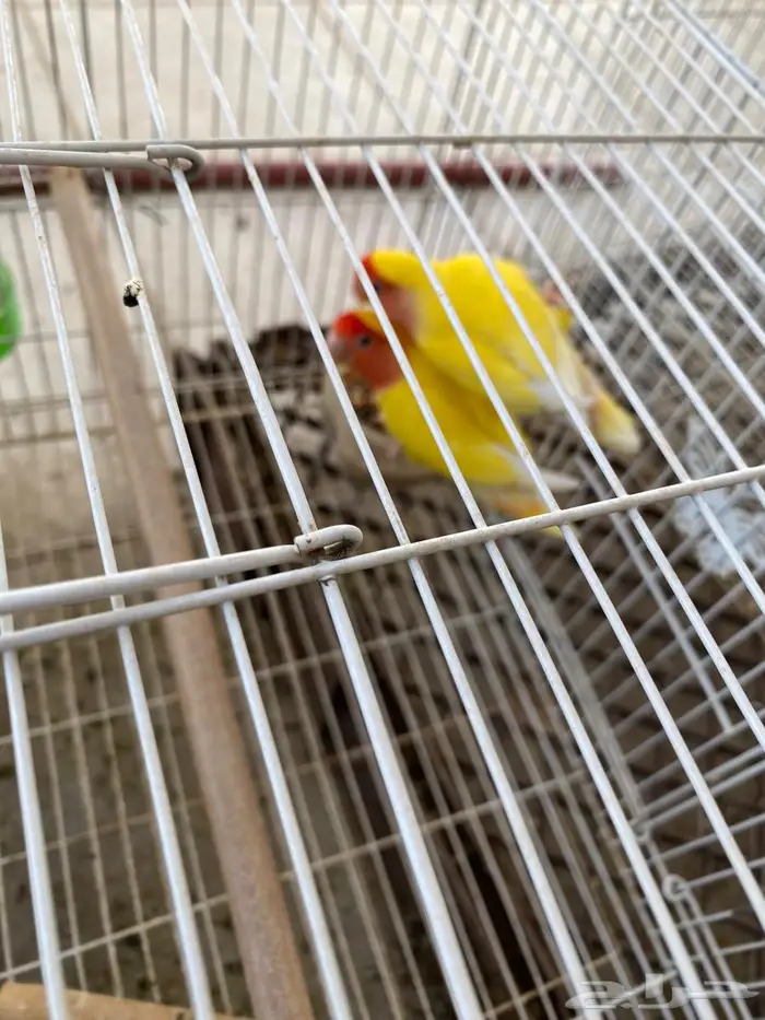 طيور الروز للبيع 0