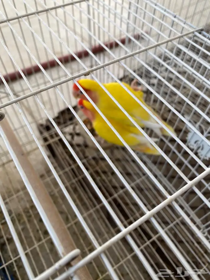 طيور الروز للبيع 1