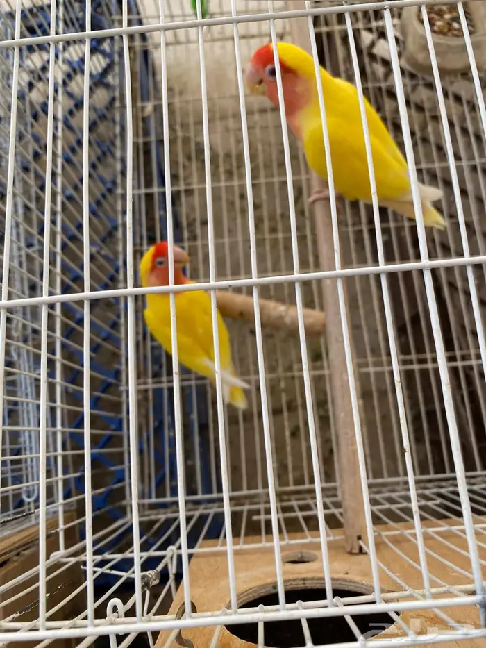 طيور الروز للبيع 2