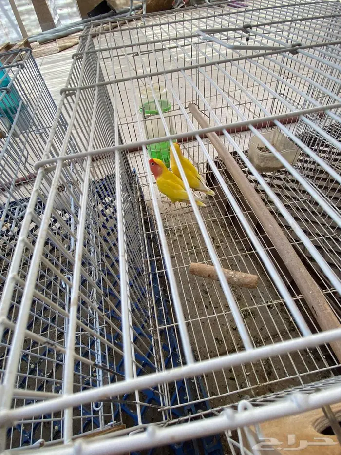 طيور الروز للبيع 3