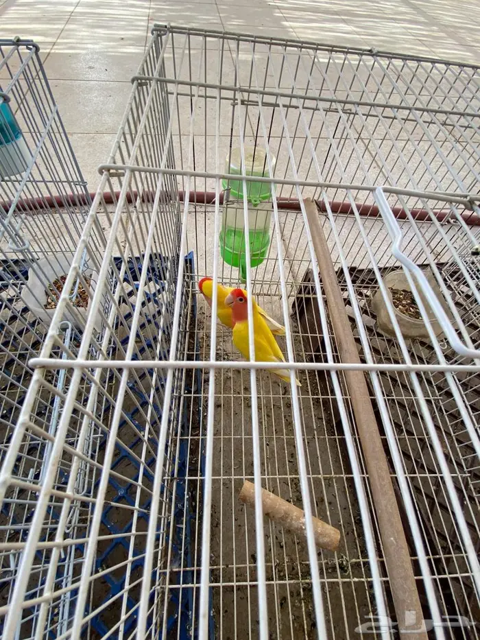 طيور الروز للبيع 4