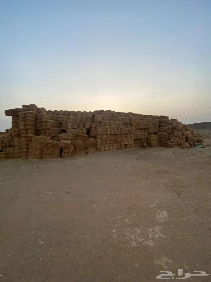 علف ذره جيزانيه حمراء 0