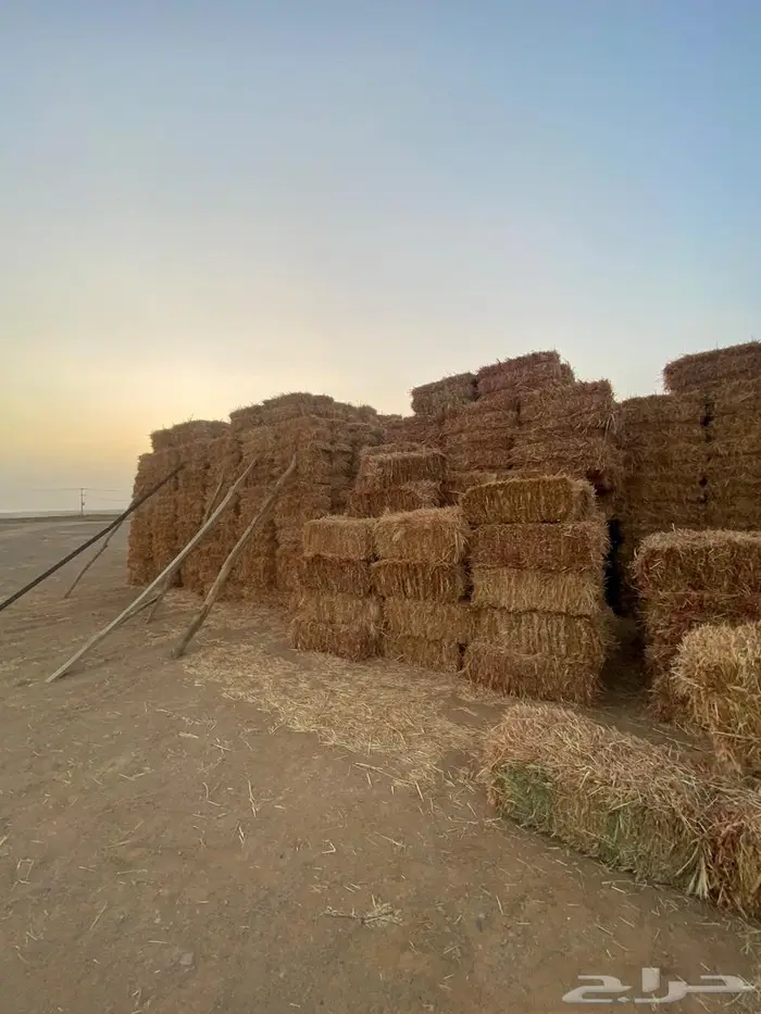 علف ذره جيزانيه حمراء 1