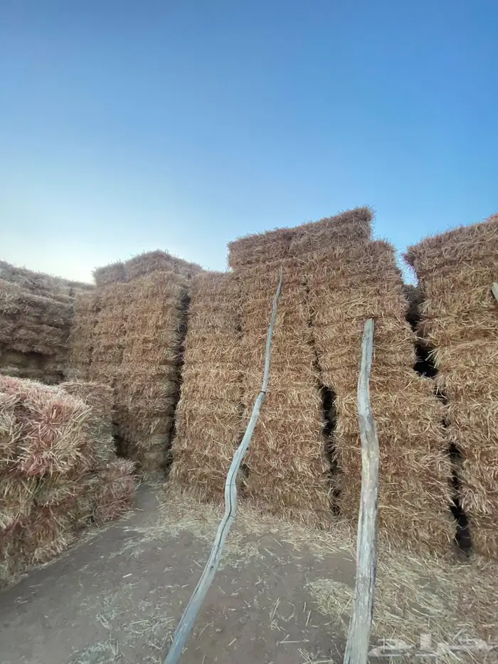 علف ذره جيزانيه حمراء 2