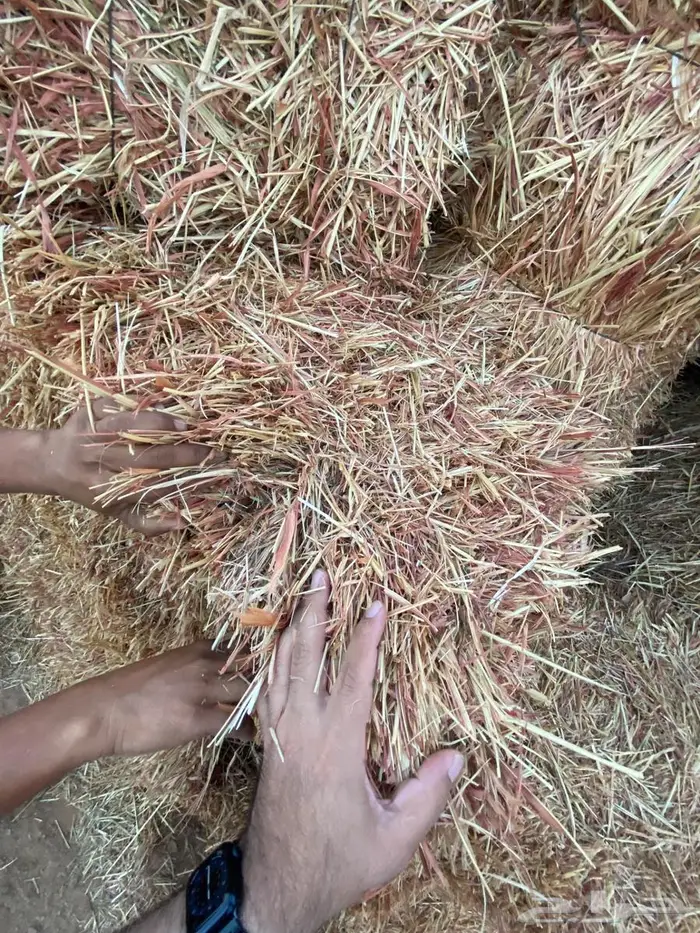 علف ذره جيزانيه حمراء 4