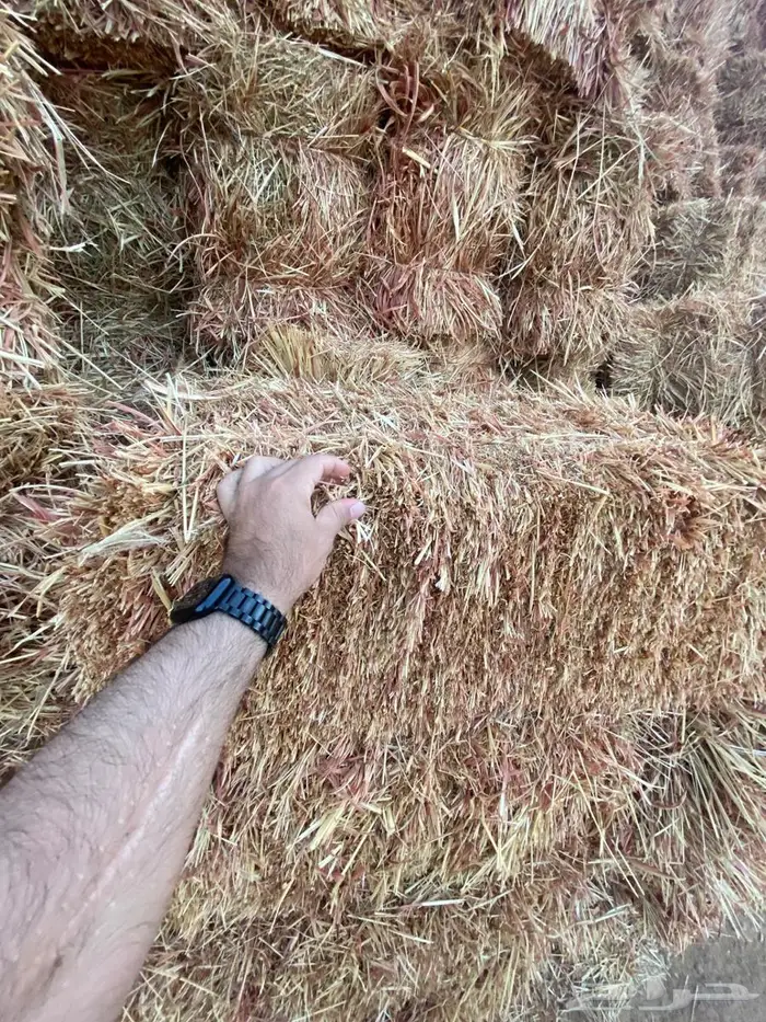 علف ذره جيزانيه حمراء 5