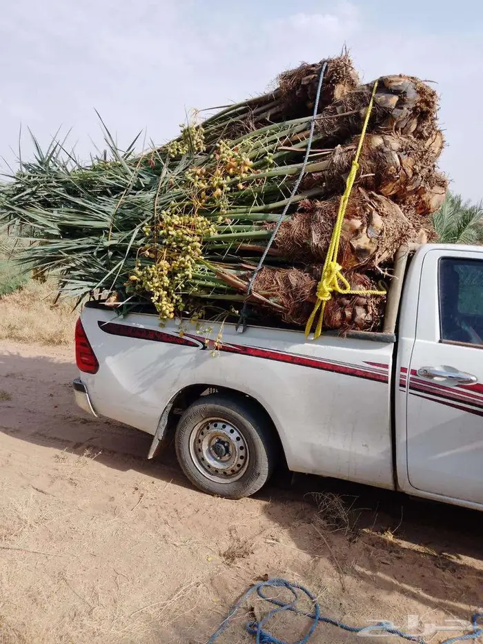 إنخل للبيع 0