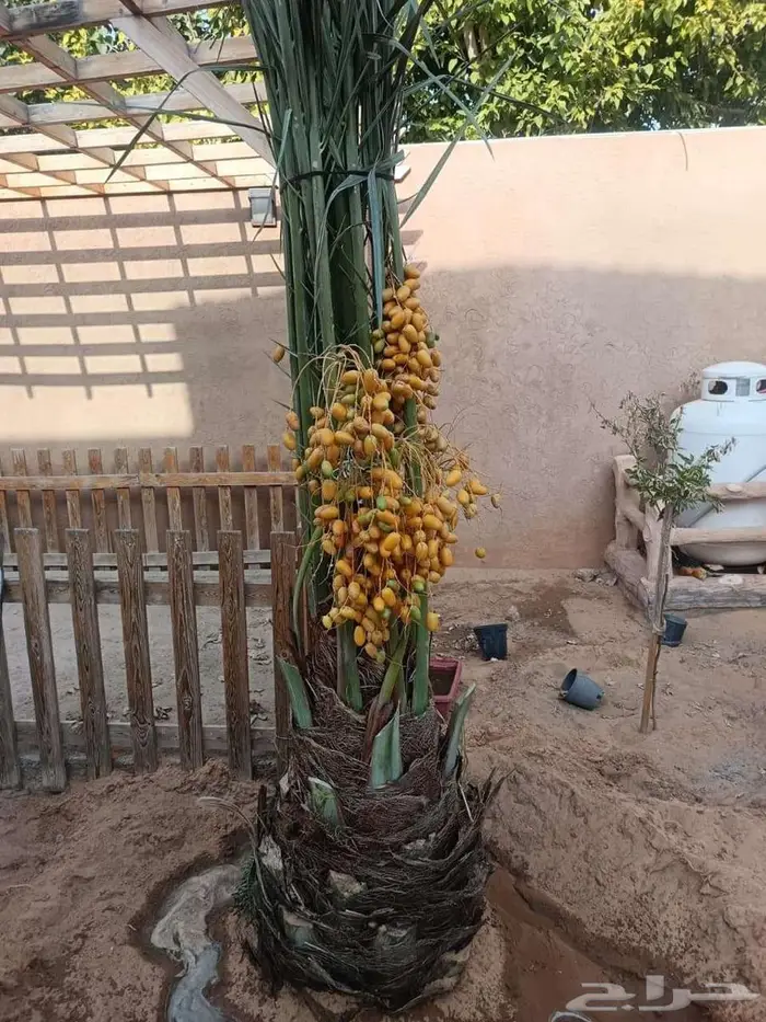 إنخل للبيع 8