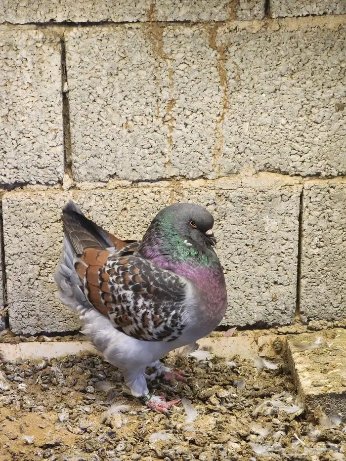 فحل مودينا 1