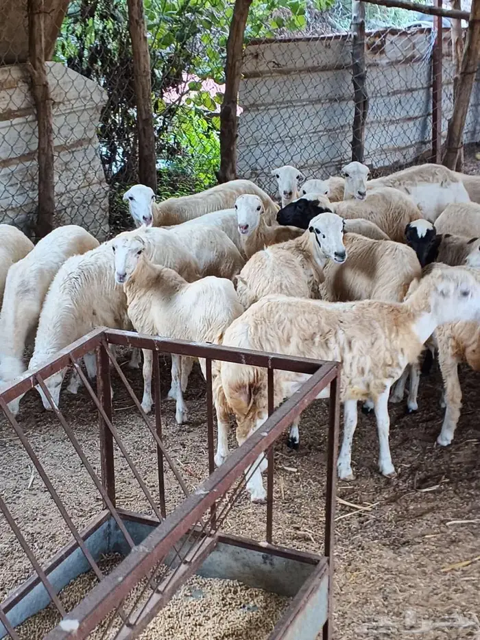 معنا رخال بلدي رقم واحد مضمون 4