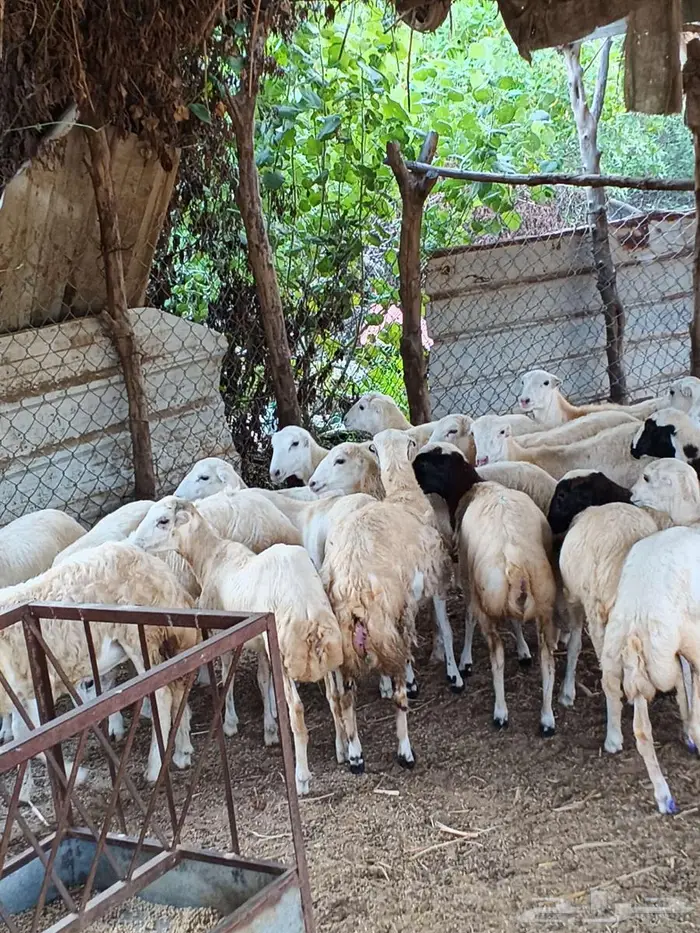 معنا رخال بلدي رقم واحد مضمون 7