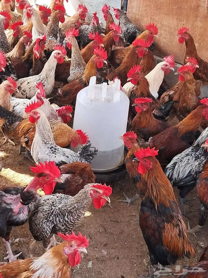 ديوك بلدي عمر 6 اشهر اعدد 150 من 15 4