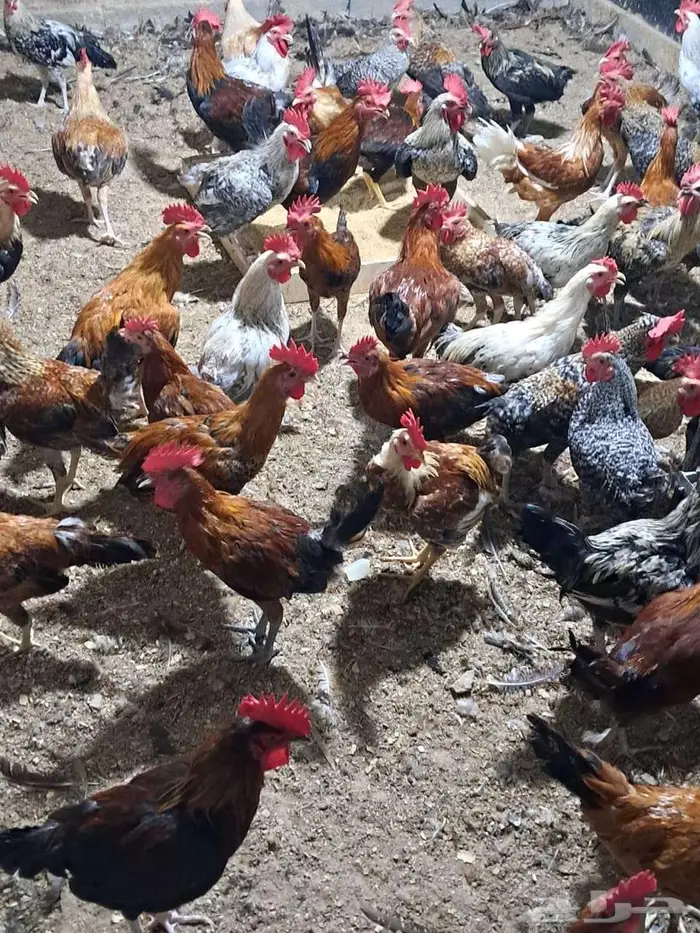 ديوك بلدي عمر 6 اشهر اعدد 150 من 15 2