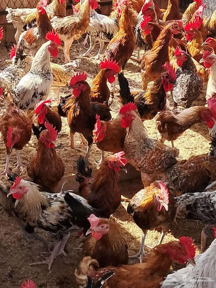 ديوك بلدي عمر 6 اشهر اعدد 150 من 15 5