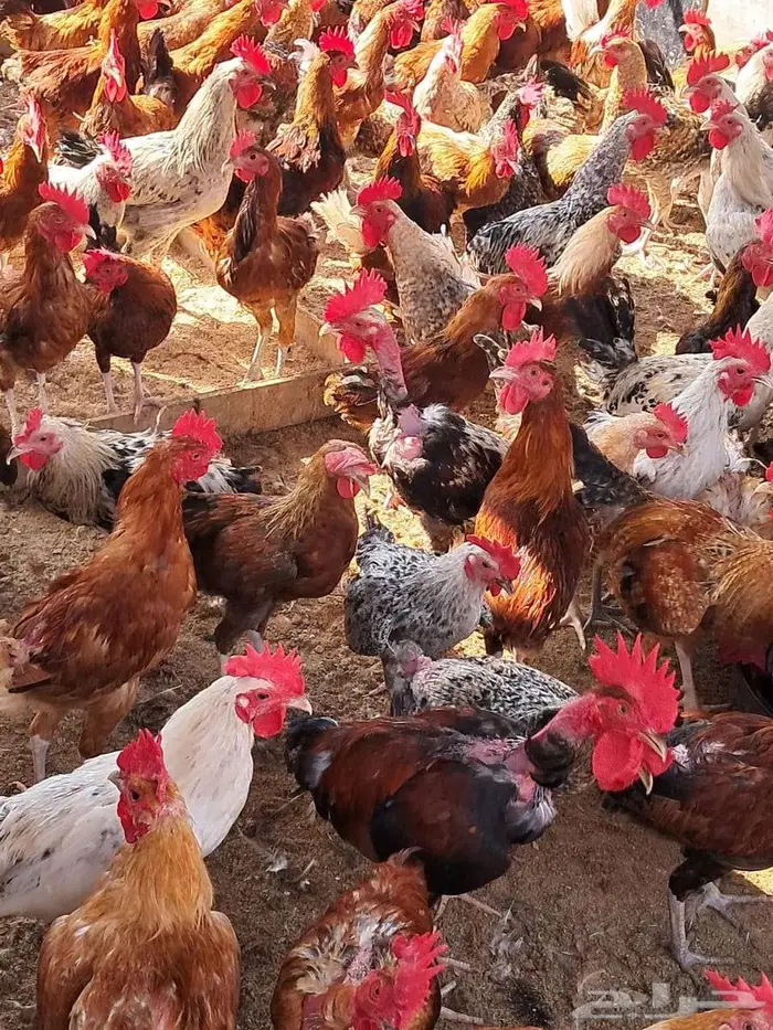 ديوك بلدي عمر 6 اشهر اعدد 150 من 15 3