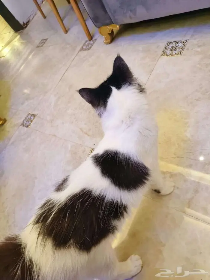 فحل شيرازي 7