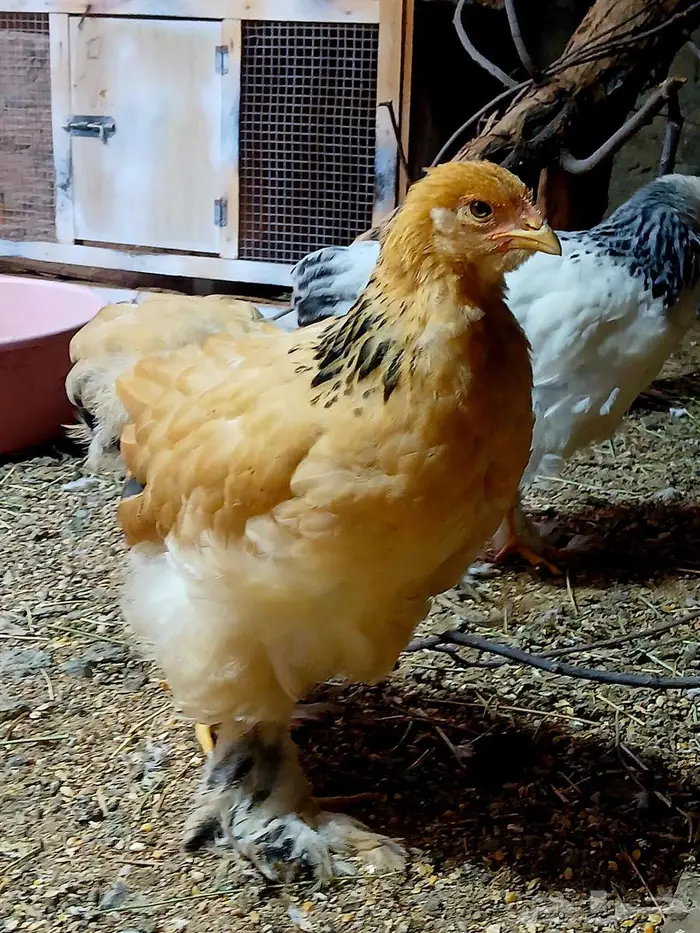 فروجات براهما كونك وبوف تم البيع بسعر المطلوب 5