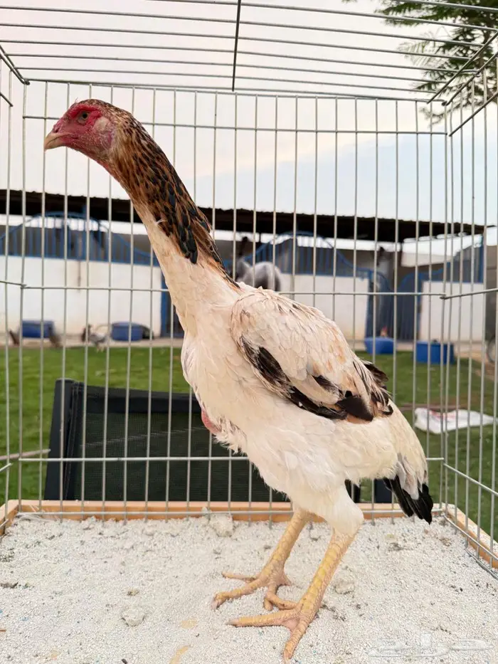 دجاج نوادر ومميز سندي وكوشامو وياباني 2