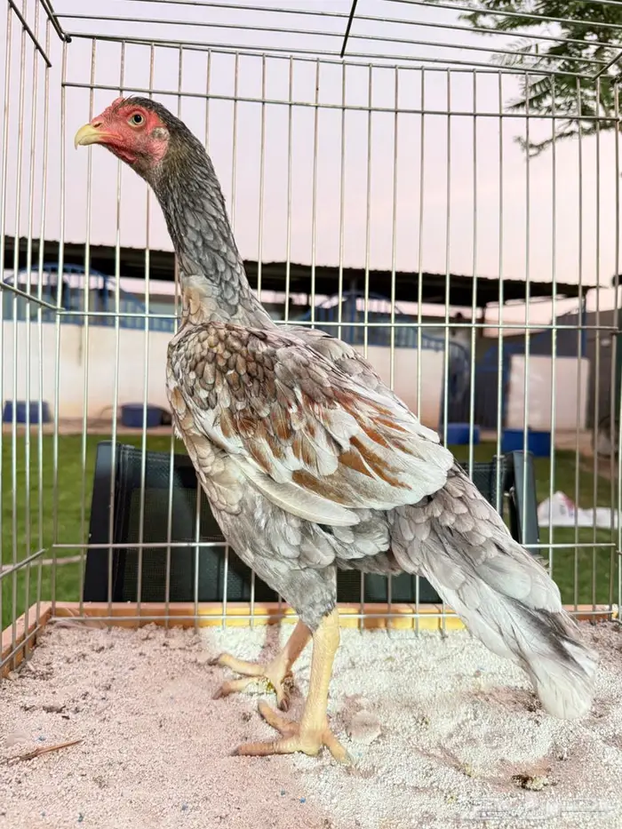 دجاج نوادر ومميز سندي وكوشامو وياباني 3