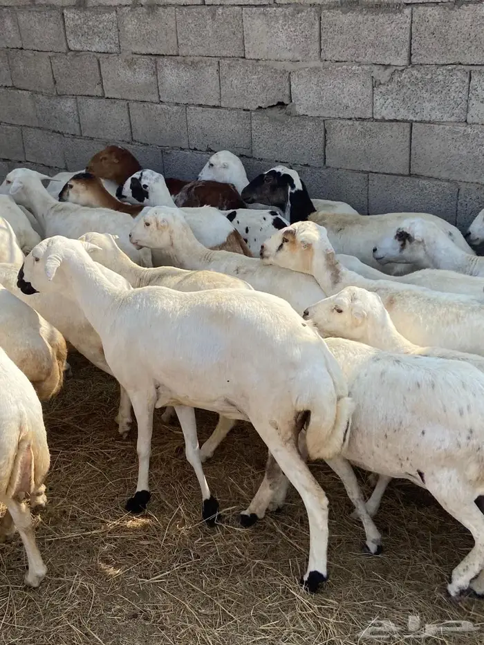 رفيديات للبيع 1