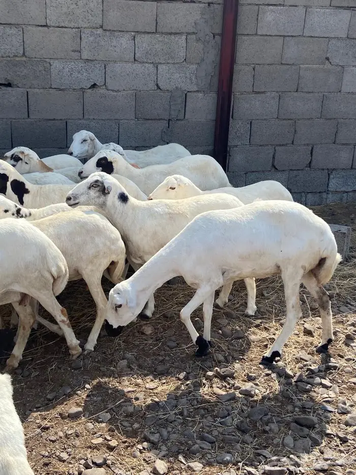 رفيديات للبيع 3