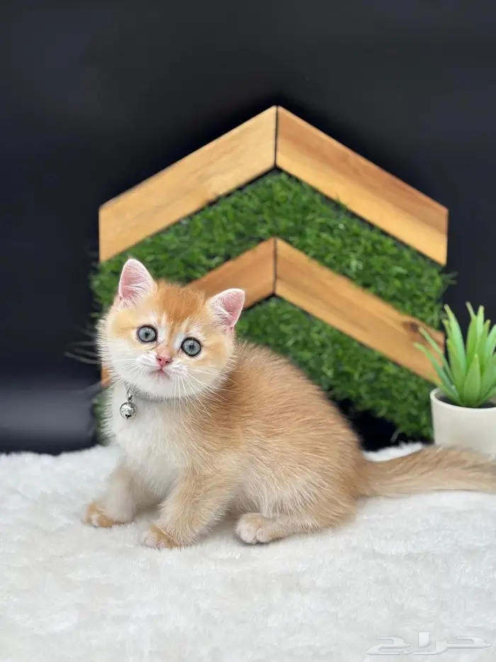 كيتنز مستوى عالي اهالي مستوردين سعر رمزي 3