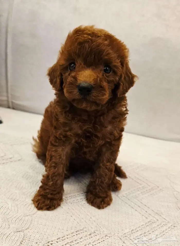 Mini toy poodle and pomeranian ميني توي بودل وبومرينيم 9
