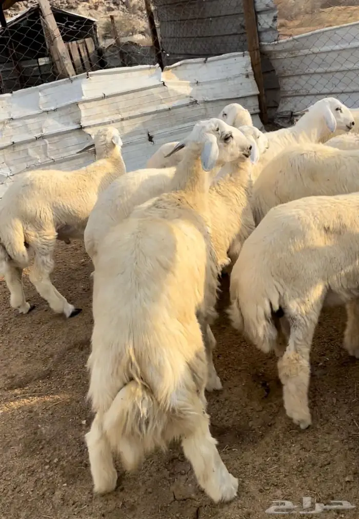 ذبايح طليان حري سواكن مع التوصيل 13