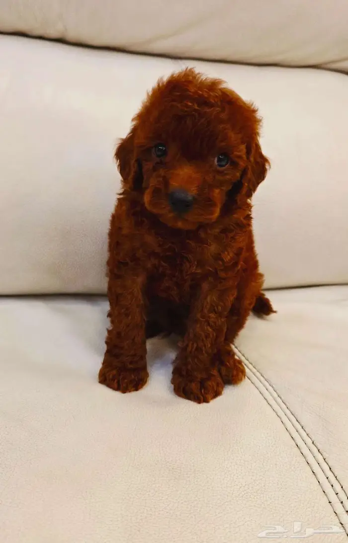 Mini toy poodle and pomeranian ميني توي بودل وبومرينيم 11