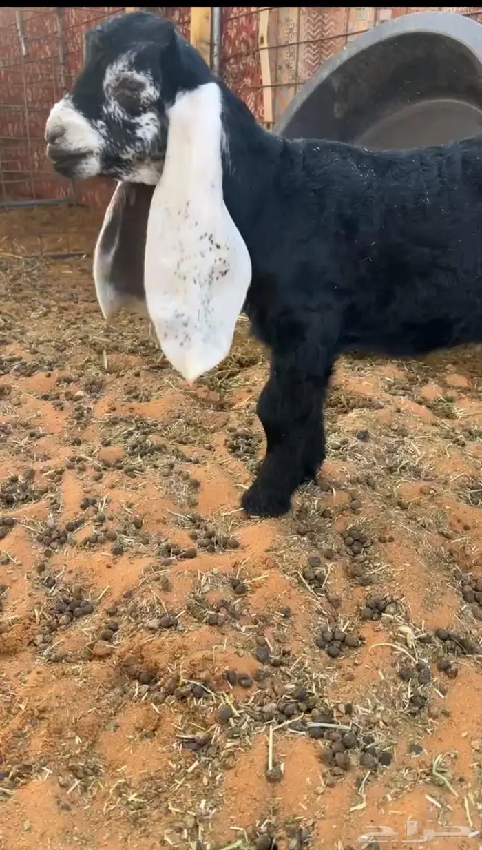 مشروع فحل عارضي كفو صنف معرف تعريف قوي 0