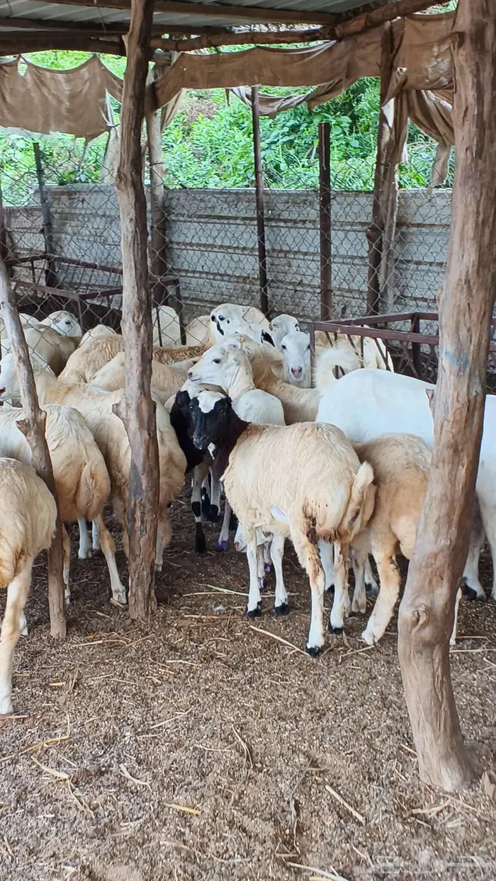 معنا رخال بلدي رقم واحد مضمون 2