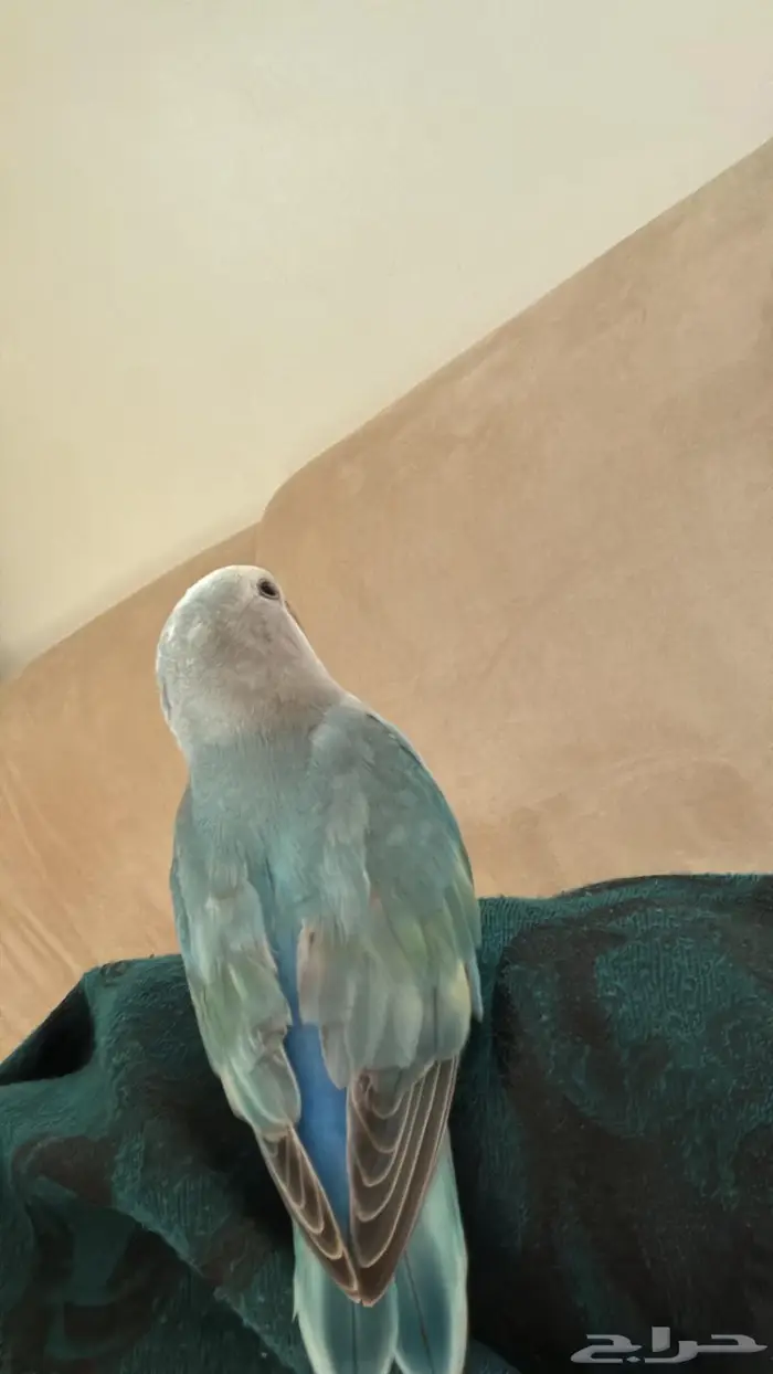 عصفور روز عمره شهر وأسبوع 0