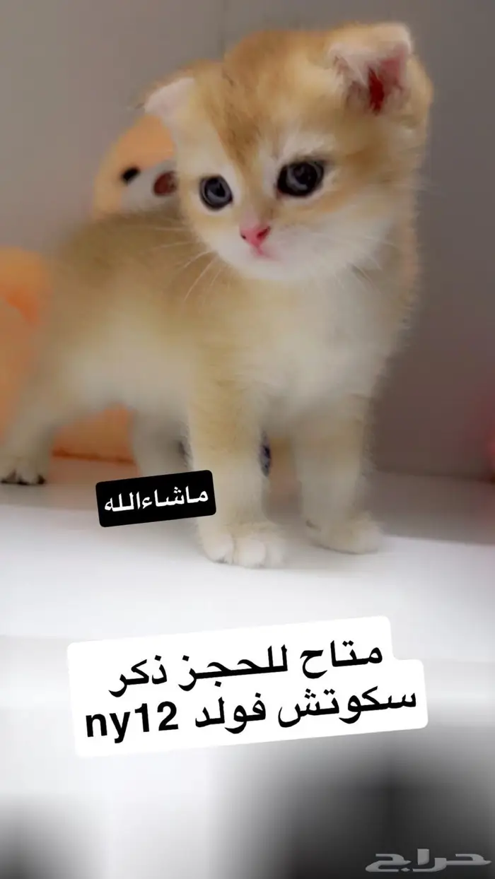 قطط سكوتش مسجله   تم البيع 0