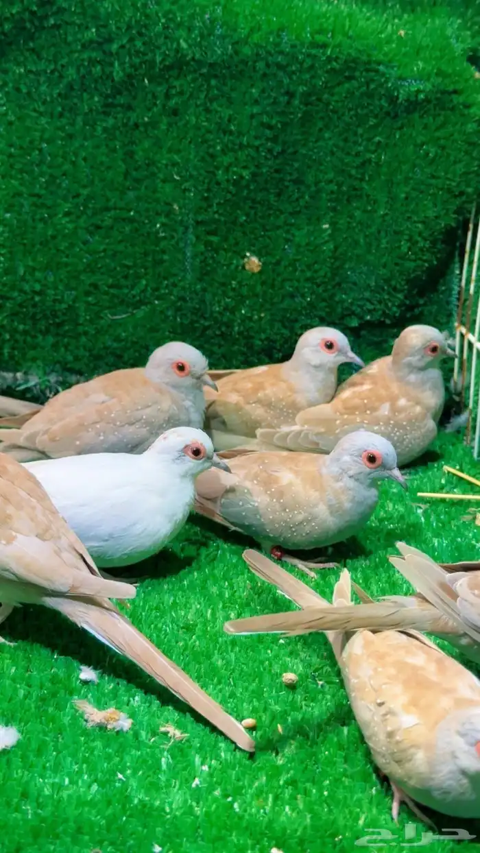 يمام الماسي 0