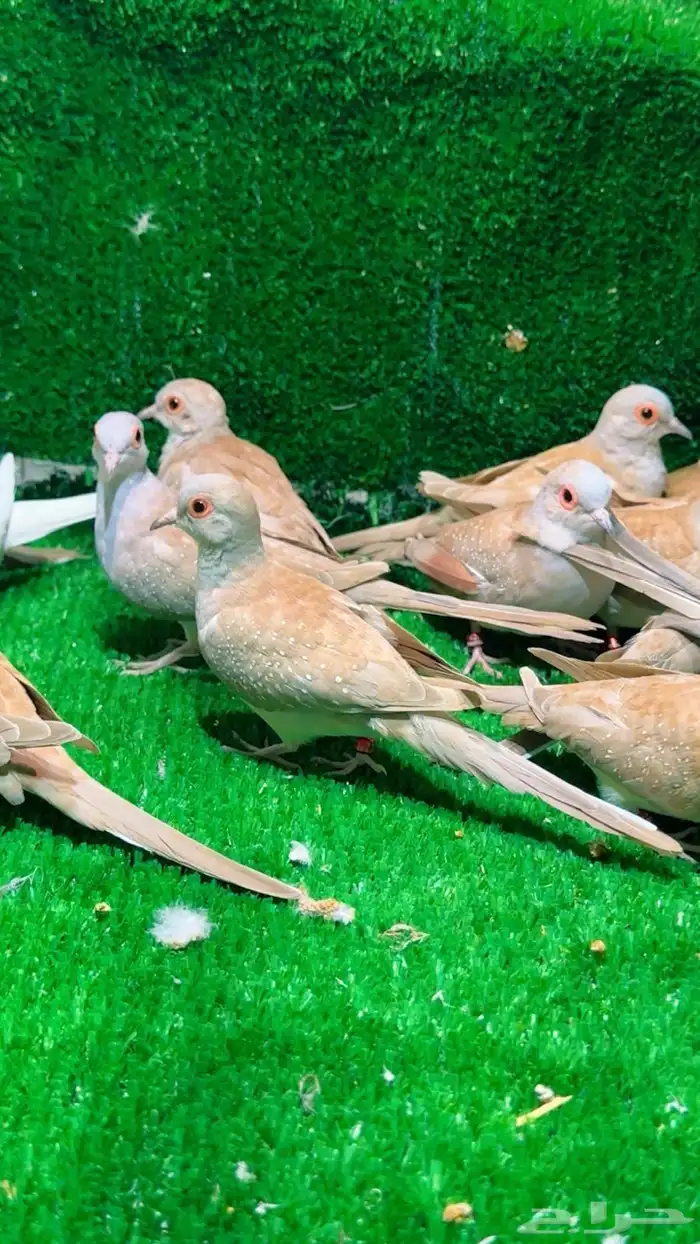يمام الماسي 2