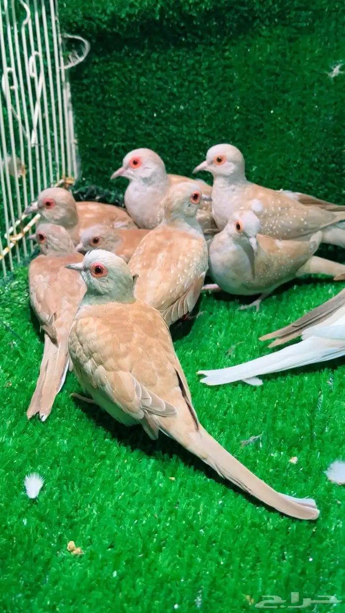 يمام الماسي 1