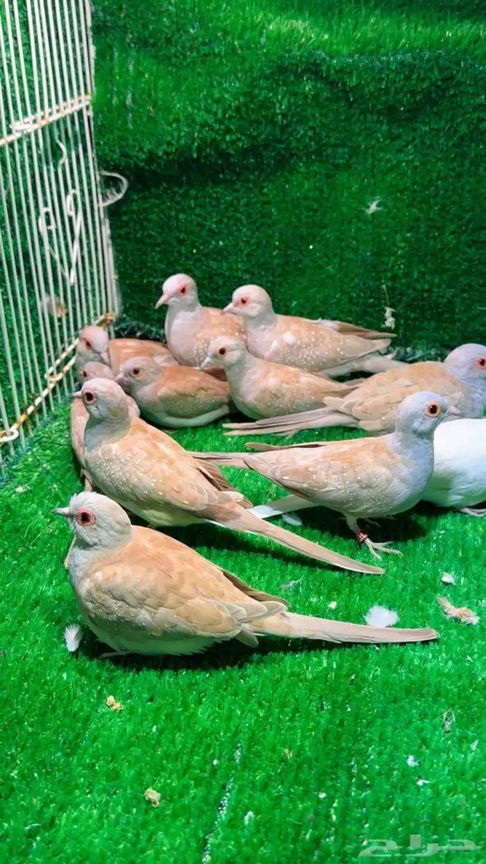 يمام الماسي 3