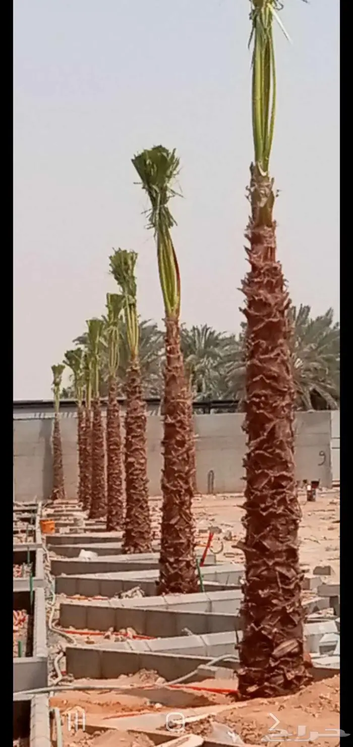 مقاول شبوك ونخيل. 3